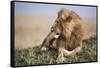 Kenya, Maasai Mara National Reserve, Lion Resting in Grass-Kent Foster-Framed Stretched Canvas