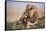 Kenya, Maasai Mara National Reserve, Lion Resting in Grass-Kent Foster-Framed Stretched Canvas