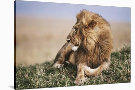 Kenya, Maasai Mara National Reserve, Lion Resting in Grass-Kent Foster-Stretched Canvas