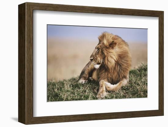 Kenya, Maasai Mara National Reserve, Lion Resting in Grass-Kent Foster-Framed Photographic Print