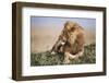 Kenya, Maasai Mara National Reserve, Lion Resting in Grass-Kent Foster-Framed Photographic Print