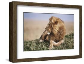 Kenya, Maasai Mara National Reserve, Lion Resting in Grass-Kent Foster-Framed Photographic Print
