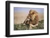 Kenya, Maasai Mara National Reserve, Lion Resting in Grass-Kent Foster-Framed Photographic Print