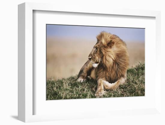 Kenya, Maasai Mara National Reserve, Lion Resting in Grass-Kent Foster-Framed Photographic Print