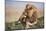 Kenya, Maasai Mara National Reserve, Lion Resting in Grass-Kent Foster-Mounted Photographic Print