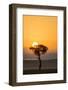 Kenya, Maasai Mara, Sunrise Behind Balanites Tree and Hot Air Balloon-Alison Jones-Framed Photographic Print