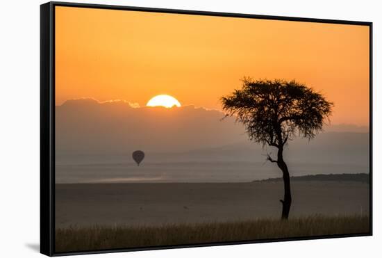 Kenya, Maasai Mara, Sunrise Behind Balanites Tree and Hot Air Balloon-Alison Jones-Framed Stretched Canvas