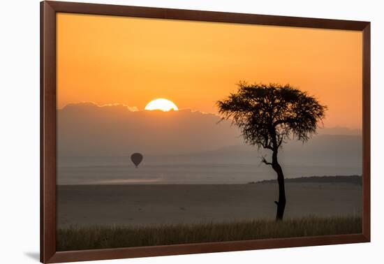 Kenya, Maasai Mara, Sunrise Behind Balanites Tree and Hot Air Balloon-Alison Jones-Framed Photographic Print