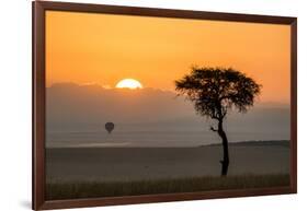 Kenya, Maasai Mara, Sunrise Behind Balanites Tree and Hot Air Balloon-Alison Jones-Framed Photographic Print