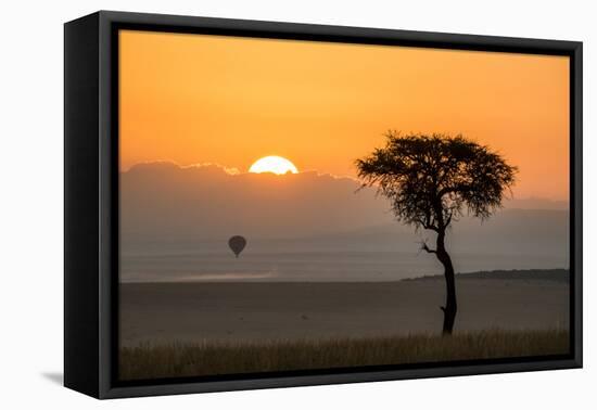 Kenya, Maasai Mara, Sunrise Behind Balanites Tree and Hot Air Balloon-Alison Jones-Framed Stretched Canvas