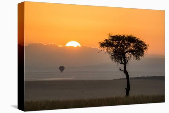 Kenya, Maasai Mara, Sunrise Behind Balanites Tree and Hot Air Balloon-Alison Jones-Stretched Canvas