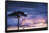 Kenya, Maasai Mara. Sunset after Storm on Plains-Kent Foster-Framed Stretched Canvas