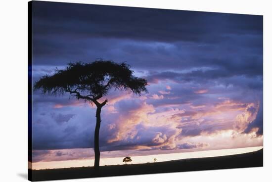 Kenya, Maasai Mara. Sunset after Storm on Plains-Kent Foster-Stretched Canvas