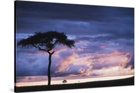 Kenya, Maasai Mara. Sunset after Storm on Plains-Kent Foster-Stretched Canvas