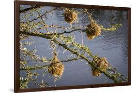 Kenya, Maasai Mara, Weaver Bird Nests Hanging over Mara River-Alison Jones-Framed Photographic Print