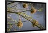 Kenya, Maasai Mara, Weaver Bird Nests Hanging over Mara River-Alison Jones-Framed Photographic Print