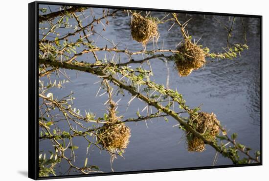 Kenya, Maasai Mara, Weaver Bird Nests Hanging over Mara River-Alison Jones-Framed Stretched Canvas