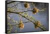 Kenya, Maasai Mara, Weaver Bird Nests Hanging over Mara River-Alison Jones-Framed Stretched Canvas