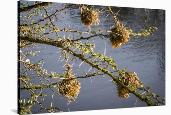 Kenya, Maasai Mara, Weaver Bird Nests Hanging over Mara River-Alison Jones-Stretched Canvas