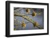 Kenya, Maasai Mara, Weaver Bird Nests Hanging over Mara River-Alison Jones-Framed Photographic Print