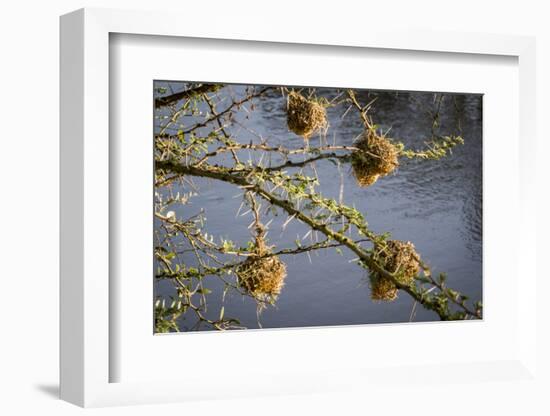 Kenya, Maasai Mara, Weaver Bird Nests Hanging over Mara River-Alison Jones-Framed Photographic Print