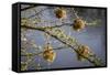 Kenya, Maasai Mara, Weaver Bird Nests Hanging over Mara River-Alison Jones-Framed Stretched Canvas