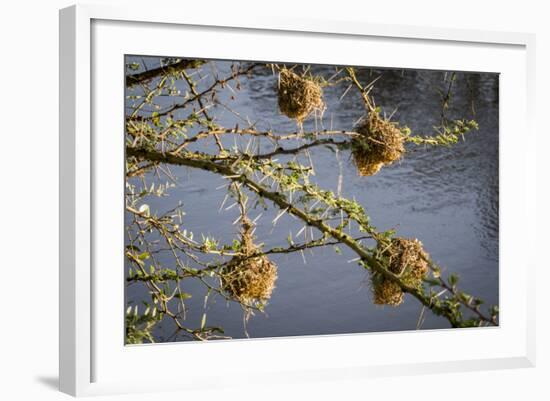 Kenya, Maasai Mara, Weaver Bird Nests Hanging over Mara River-Alison Jones-Framed Photographic Print