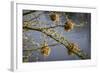 Kenya, Maasai Mara, Weaver Bird Nests Hanging over Mara River-Alison Jones-Framed Photographic Print