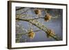 Kenya, Maasai Mara, Weaver Bird Nests Hanging over Mara River-Alison Jones-Framed Photographic Print