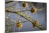 Kenya, Maasai Mara, Weaver Bird Nests Hanging over Mara River-Alison Jones-Mounted Photographic Print