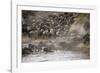 Kenya, Maasai Mara, Wildebeest Crossing the Mara River-Hollice Looney-Framed Photographic Print