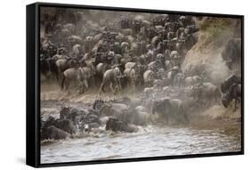 Kenya, Maasai Mara, Wildebeest Crossing the Mara River-Hollice Looney-Framed Stretched Canvas