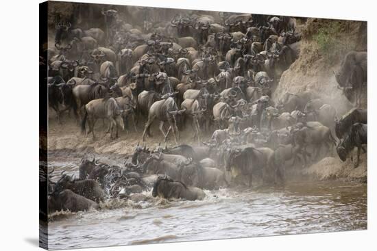 Kenya, Maasai Mara, Wildebeest Crossing the Mara River-Hollice Looney-Stretched Canvas