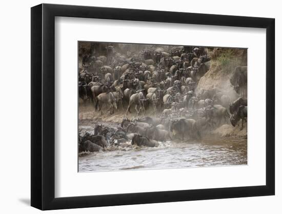 Kenya, Maasai Mara, Wildebeest Crossing the Mara River-Hollice Looney-Framed Photographic Print