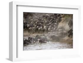 Kenya, Maasai Mara, Wildebeest Crossing the Mara River-Hollice Looney-Framed Photographic Print