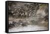 Kenya, Maasai Mara, Wildebeest Crossing the Mara River-Hollice Looney-Framed Stretched Canvas