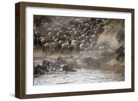 Kenya, Maasai Mara, Wildebeest Crossing the Mara River-Hollice Looney-Framed Photographic Print