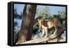 Kenya, Maasai Mara, Young Male Lion on Tree-Kent Foster-Framed Stretched Canvas