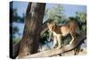 Kenya, Maasai Mara, Young Male Lion on Tree-Kent Foster-Stretched Canvas