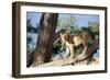 Kenya, Maasai Mara, Young Male Lion on Tree-Kent Foster-Framed Photographic Print