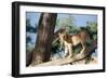 Kenya, Maasai Mara, Young Male Lion on Tree-Kent Foster-Framed Photographic Print