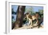 Kenya, Maasai Mara, Young Male Lion on Tree-Kent Foster-Framed Photographic Print