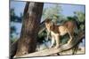 Kenya, Maasai Mara, Young Male Lion on Tree-Kent Foster-Mounted Photographic Print