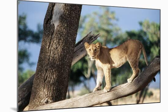 Kenya, Maasai Mara, Young Male Lion on Tree-Kent Foster-Mounted Photographic Print