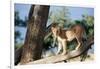 Kenya, Maasai Mara, Young Male Lion on Tree-Kent Foster-Framed Photographic Print