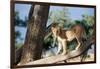 Kenya, Maasai Mara, Young Male Lion on Tree-Kent Foster-Framed Photographic Print