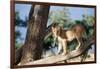 Kenya, Maasai Mara, Young Male Lion on Tree-Kent Foster-Framed Photographic Print