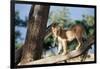 Kenya, Maasai Mara, Young Male Lion on Tree-Kent Foster-Framed Photographic Print