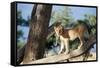 Kenya, Maasai Mara, Young Male Lion on Tree-Kent Foster-Framed Stretched Canvas