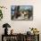 Kenya, Maasai Mara, Young Male Lion on Tree-Kent Foster-Framed Stretched Canvas displayed on a wall